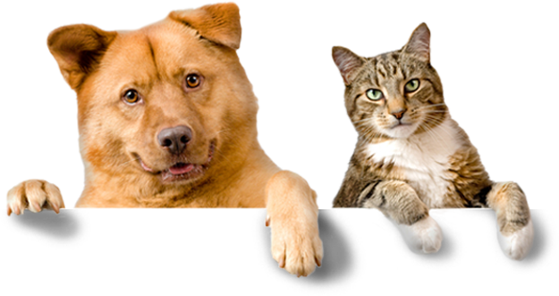 perro_gato_banner